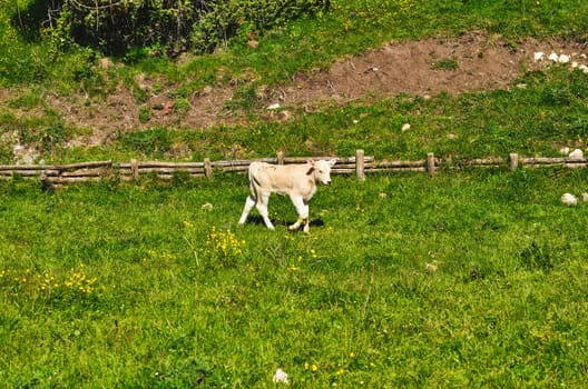 White calf against the green meadow