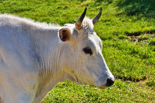 White cow against the green meadow