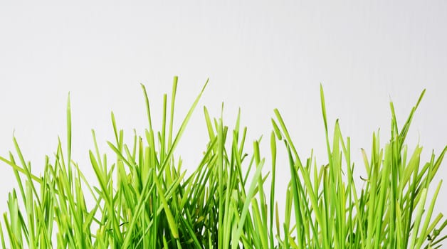 grass