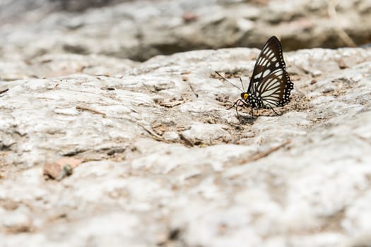 Beautiful butterfly sitting on stone
