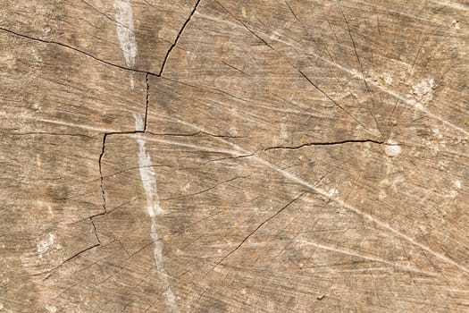 Dry wood texture of cut stump with scratches on surface