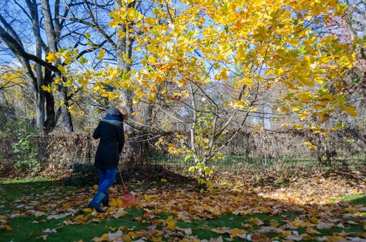 Gardener girl rake golden colorful leaves under small autumn tree in garden. Seasonal autumn outdoor works.
