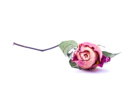 the beautiful dried rose taken on the white background