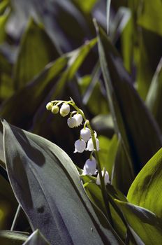 Close up of Lily of the valley