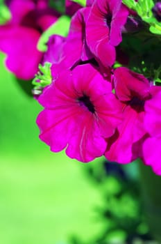 A cluster of purple petunias hanging on tree close up 