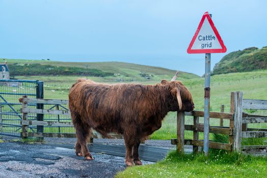 Scottish highland hairy cow at a cattle grid