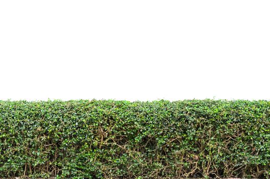 Bushes fence isolated on white background 