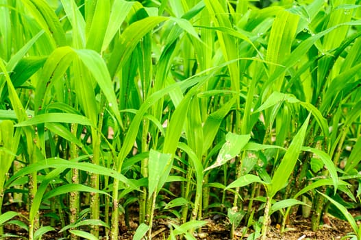 Close up of fresh thick grass with water drops after the raining 