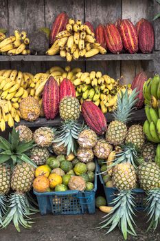Cocoa fruit surrounded by other tropical fruits on the counter of the Latin America street market, Ecuador