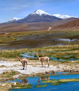 The photo was taken on the road through the Andes near Paso Jama, Chile-Argentina-Bolivia.Vicuna (Vicugna vicugna) or vicugna is wild South American camelid, which live in the high alpine areas of the Andes. It is a relative of the llama. It is understood that the Inca valued vicunas for their wool..The vicuna is the national animal of Peru and Bolivia.