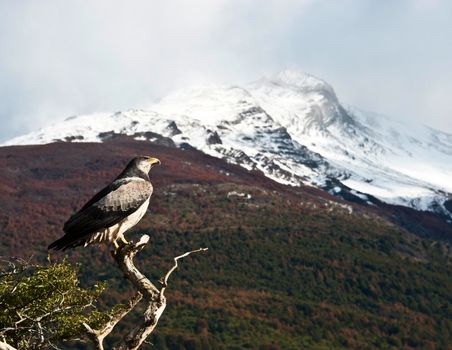 The Torres del Paine National Park in the south of Chile is one of the most beautiful mountain ranges in the world.