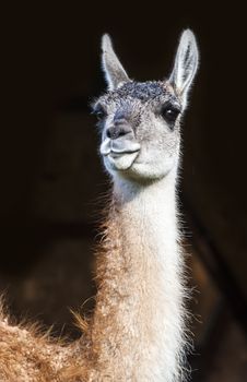 Guanaco (Lama Guanicoe). Torres del Paine National Park, Patagonia, Chile