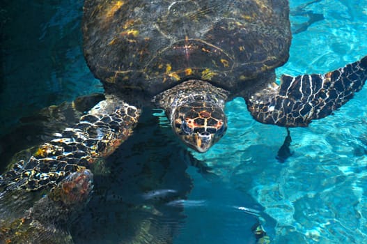 Sea Turtle surfaced water in the Caribbean Sea near Cartagena, Colombia