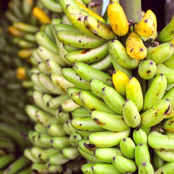 Banana Bunches, Latin America street market, Ecuador, Guayas province