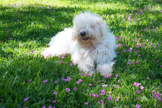 Cute young dog Komondor lying on a flowering meadow