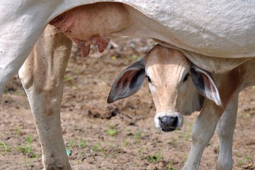 Calf looks out of his mother's udder