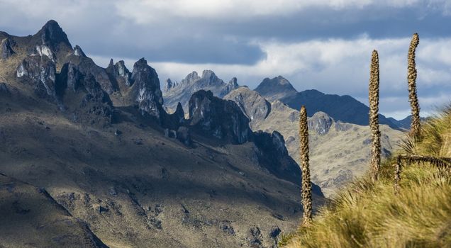 Andes. Cajas National Park, Andean Highlands, Ecuador