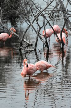 Flamingos have arrived to the island of Isabella, Galapagos Archipelago, Ecuador