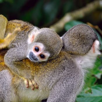 Baby Squirrel Monkey on the back of his mom in amazon rainforest, Ecuador