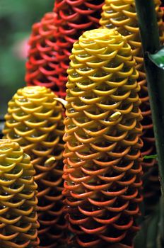 Closeup of jungle Plant, Amazonia, Ecuador