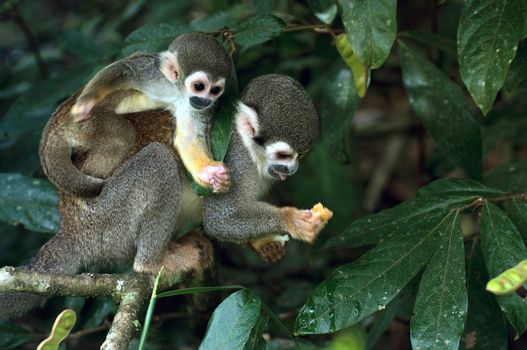 Squirrel Monkey in amazon rainforest