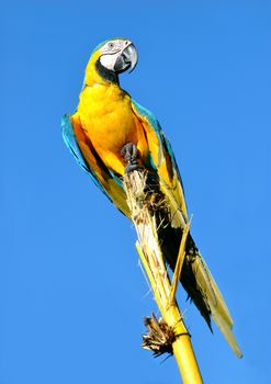 Amazonian Blue-and-yellow Macaw - Ara ararauna in front of a blue sky