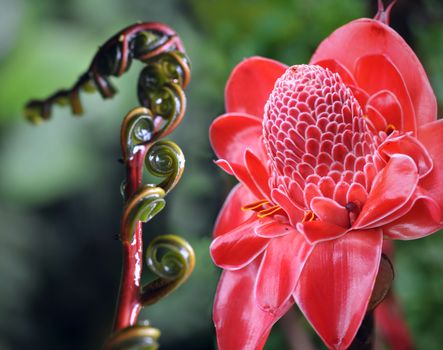 Closeup of Plant from  jungle Torch Ginger, Phaeomeria Magnifica. Amazonia, Ecuador