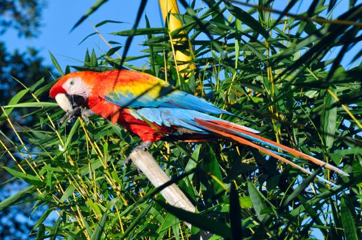 Amazonian Macaw - Ara ararauna in front of a blue sky