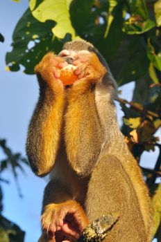 Squirrel Monkey in amazon rainforest