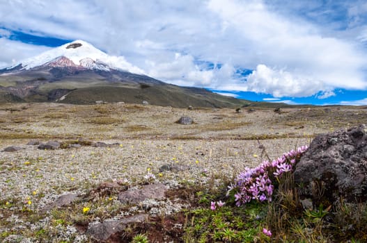 Cotopaxi volcano over the plateau, covered with flowering crocuses. Andean Highlands of Ecuador,  South America