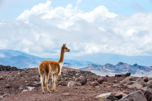 Vicuna (Vicugna vicugna) or vicugna is wild South American camelid, which live in the high alpine areas of the Andes. It is a relative of the llama. Andes of central Ecuador