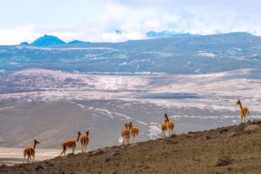 Vicuna (Vicugna vicugna) or vicugna is wild South American camelid, which live in the high alpine areas of the Andes. It is a relative of the llama. Andes of central Ecuador