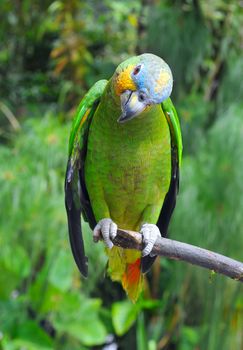 Parrot in the rainforest perching on a branch. The Festive Amazon (Amazona festiva), also known as the Festive Parrot, is a species of parrot in the Psittacidae family. It is found in Brazil, Colombia, Ecuador, Guyana, Peru, and Venezuela.