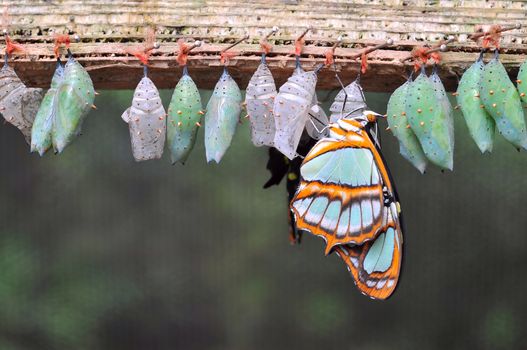 Rows of butterfly cocoons and newly hatched butterfly.