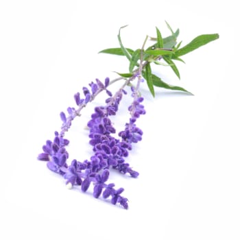 Sprigs of Blue Salvia similar in looks to lavender