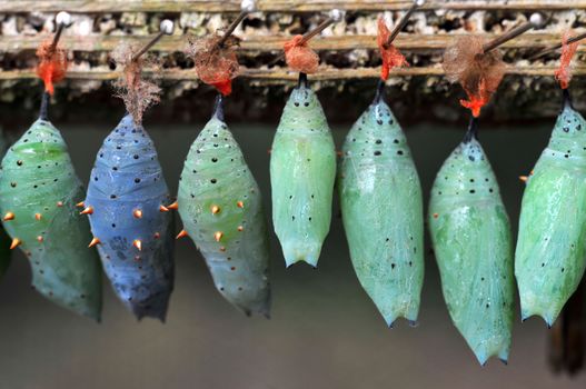 Rows of butterfly cocoons and newly hatched butterfly.