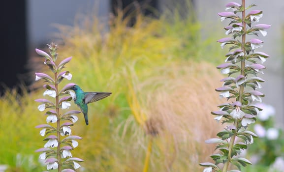 Small hummingbird near flowers frozen in action with it's wings perfectly outstretched against a colorful background