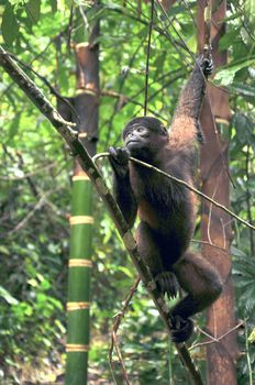 Wooly Monkey in the Amazonia of Ecuador sitting on the riverbank