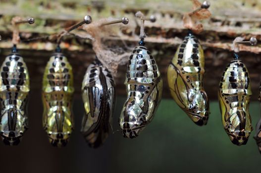 Rows of butterfly cocoons and newly hatched butterfly.