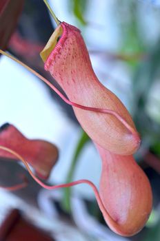 Heliamphora, Predatory carnivorous orchid from the Ecuadorian Amazon
