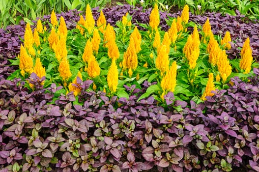 Yellow cockscomb flower in garden,Chinese wool flower.