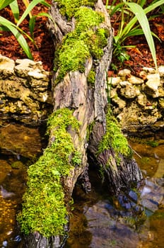 Detail of green moss and little plants on the bark of a tree. 