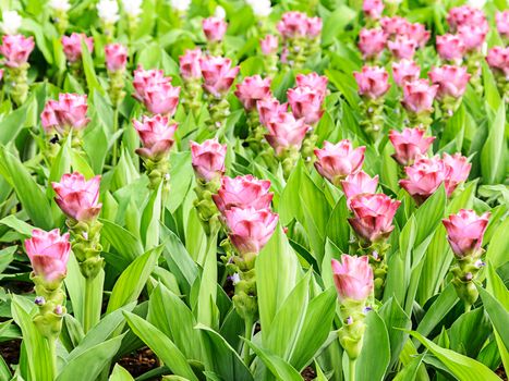 Field of Siam tulip flower or Curcuma alismatifolia