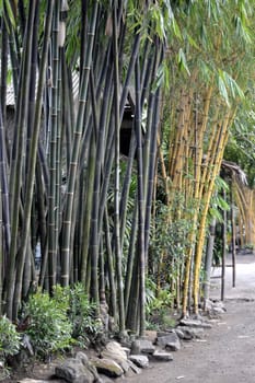 bamboo tree that can be found many in asian countries