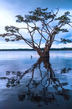 Amazonian rainforest. Laguna Grande, National Park Cuyabeno. Ecuador