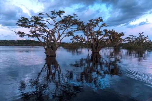 Amazonian rainforest. Laguna Grande, National Park Cuyabeno. Ecuador