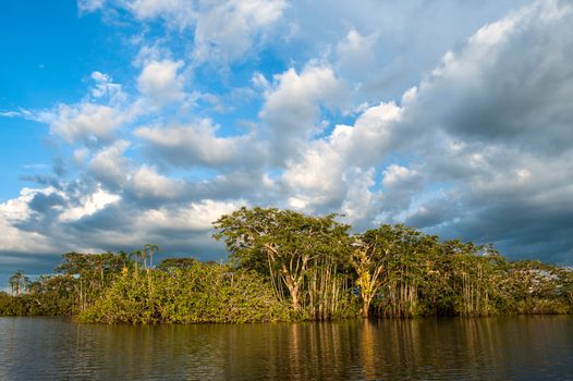 Amazonian rainforest. Laguna Grande, National Park Cuyabeno. Ecuador