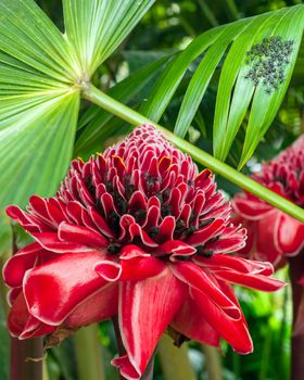 Closeup of Plant from jungle Torch Ginger, Phaeomeria Magnifica. Amazonia, Ecuador