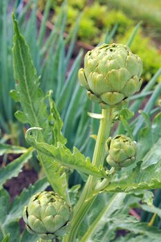 Globe artichoke (Cynara cardunculus), ripening organically in the Vegetable Garden