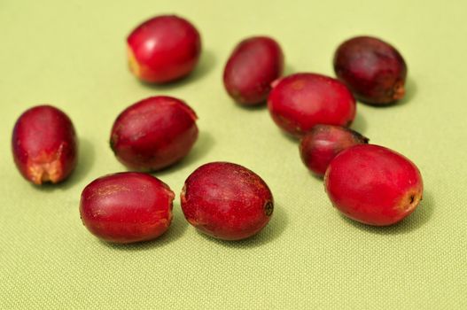 Coffee beans on a coffee plantation